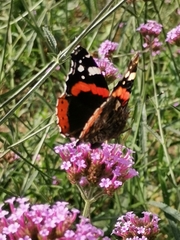Vanessa atalanta