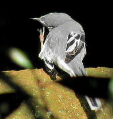 Motacilla clara