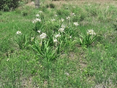Hymenocallis durangoensis