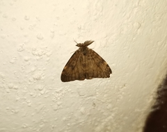 Lymantria ampla