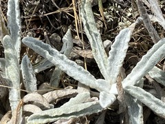 Sideritis catillaris