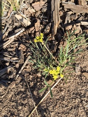 Cymopterus
