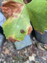 Harmonia axyridis