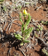 Xerochrysum interiore