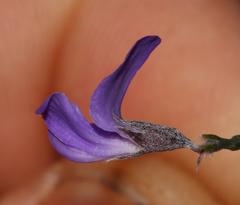 Amphithalea biovulata