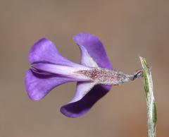Amphithalea biovulata
