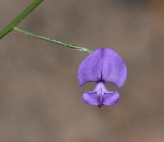 Amphithalea biovulata