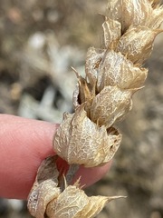 Sideritis catillaris