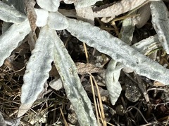 Sideritis catillaris