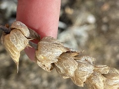 Sideritis catillaris