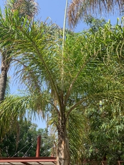 Arecaceae