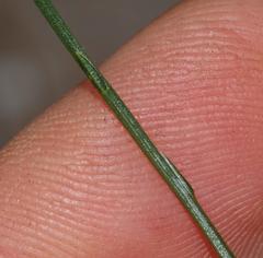 Amphithalea biovulata