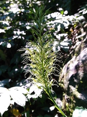 Habenaria pantlingiana