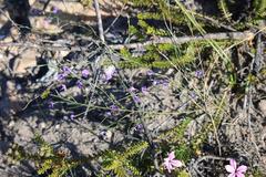 Amphithalea biovulata