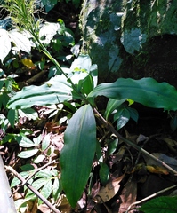 Habenaria pantlingiana