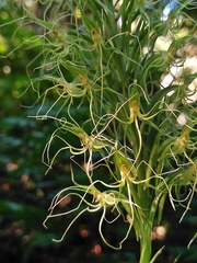 Habenaria pantlingiana