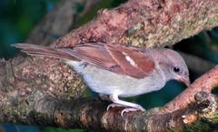 Passer diffusus stygiceps