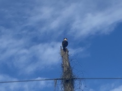 Caracara