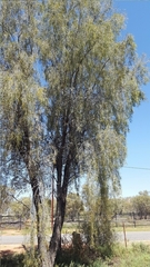 Acacia estrophiolata