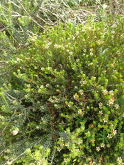 Diosma prama