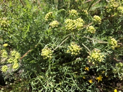 Lomatium caruifolium