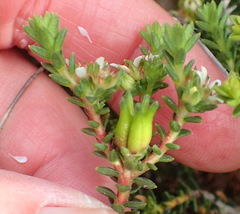Diosma prama