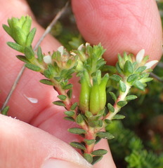 Diosma prama