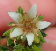 Diosma prama