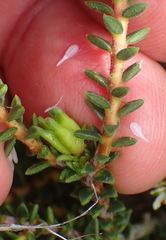 Diosma prama