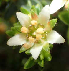 Diosma prama