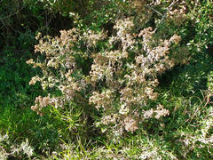 Berkheya bipinnatifida bipinnatifida