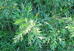 Berkheya bipinnatifida bipinnatifida