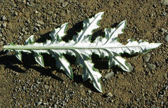 Berkheya bipinnatifida bipinnatifida