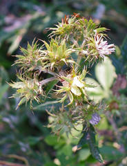 Berkheya bipinnatifida bipinnatifida