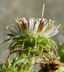 Berkheya bipinnatifida bipinnatifida