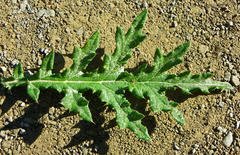 Berkheya bipinnatifida bipinnatifida