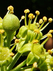 Hedera helix