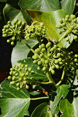 Hedera helix