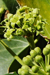 Hedera helix