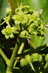 Hedera helix