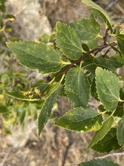 Celtis planchoniana