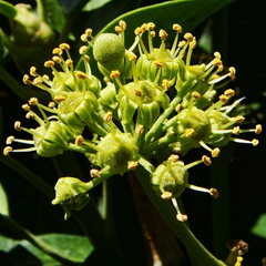 Hedera helix