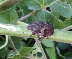 Hotea curculionoides