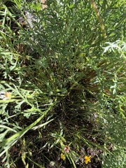Lomatium caruifolium