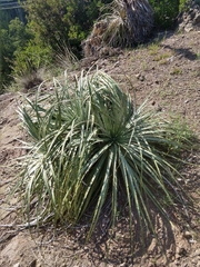 Puya alpestris