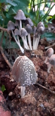 Agaricales