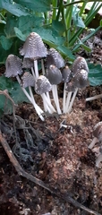 Agaricales