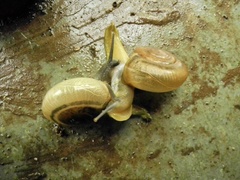 Ariophantidae