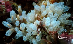 Pycnoclavella atlantica