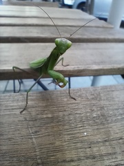 Mantis religiosa